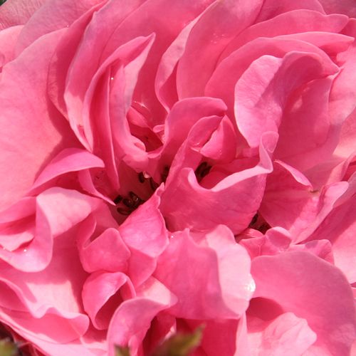 Pépinière rosier - Rosa Leonardo da Vinci® - rose - rosier nostalgique - parfum discret - Alain Meilland - Le rosier adulte rassemble à une pivoine. Une variété à fort développement.